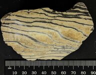 Stromatolite, Zebra, Middle Eocene, Green River Fm., Tipton Shale Mbr., Cedar Mountain, Park C...jpg