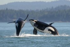 saving-orcas-for-web2.jpg
