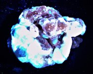 Phlogopite and Forsterite Badakshan, Afghanistan LW UV 365 nm obverse.jpg