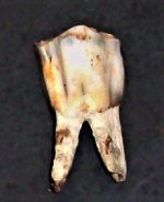 Bison tooth, Pleistocene, East Nebraska, USA, FOV= 1.0 in., natural light.JPG