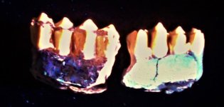 Oreodont teeth - Merycoidodon culbertsoni, Oligocene, S. Dakota Badlands, USA, FOV=2.5 in., LW 3.JPG
