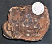 Fossil Stromatolite, Utah, FOV=3 in., natural light.JPG