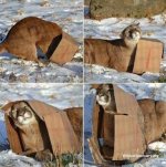 cat in box.jpg