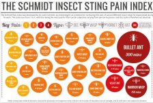 sting index.jpg