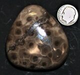Colonial coral, Petoskey Stone, Shores of Lake Michigan, Upper Michigan, US dime for scale, na...JPG