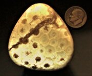 Colonial coral, Petoskey Stone, Shores of Lake Michigan, Upper Michigan, US dime for scale, LW...JPG