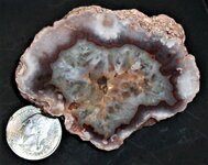 Puma agate, ps. after coral, Malargue City, Mendoza Province, Argentina, US quarter for scale,...JPG
