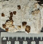 Fluorite, Stoneco White Rock Qy., Clay Center, Allen Twnsp., Ottawa Co., OH, natural light.jpg