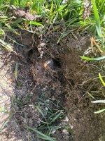 IMG_1987.jpeg