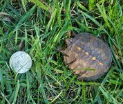 boxturtle2.jpg