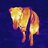 PhaseDog